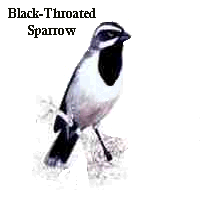 Black-throat or Desert Sparrow