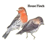 House or Hollywood Finch