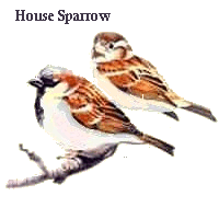 House or English Sparrow