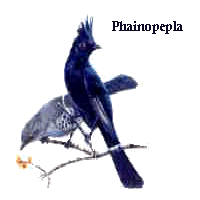 Phainopepla
