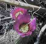 beaver-tail prickly pear