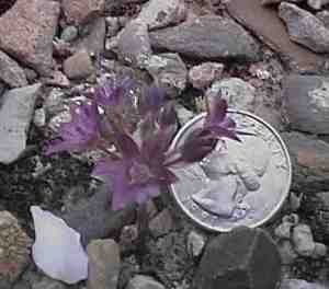 Tiny little flowers in Nevada desert