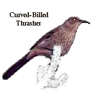 Curved-bill Thrasher