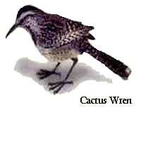 Cactus Wren