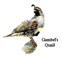 Gambel's Quail