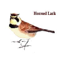 Horned Lark