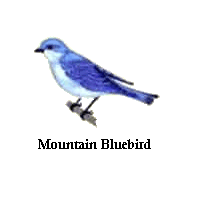 Mountain Bluebird