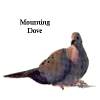 Mourning Dove