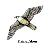 Prairie Falcon