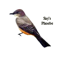 Say's Phoebe