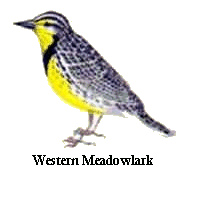 Western Meadowlark