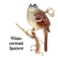 White-crowned Sparrow