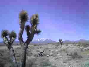 Mt. Charleston, a ski area just west of Las Vegas