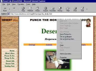 right click on picture of desert lily
