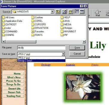 Save Picture As....bmp file in Windows